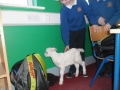 goat-visit-34